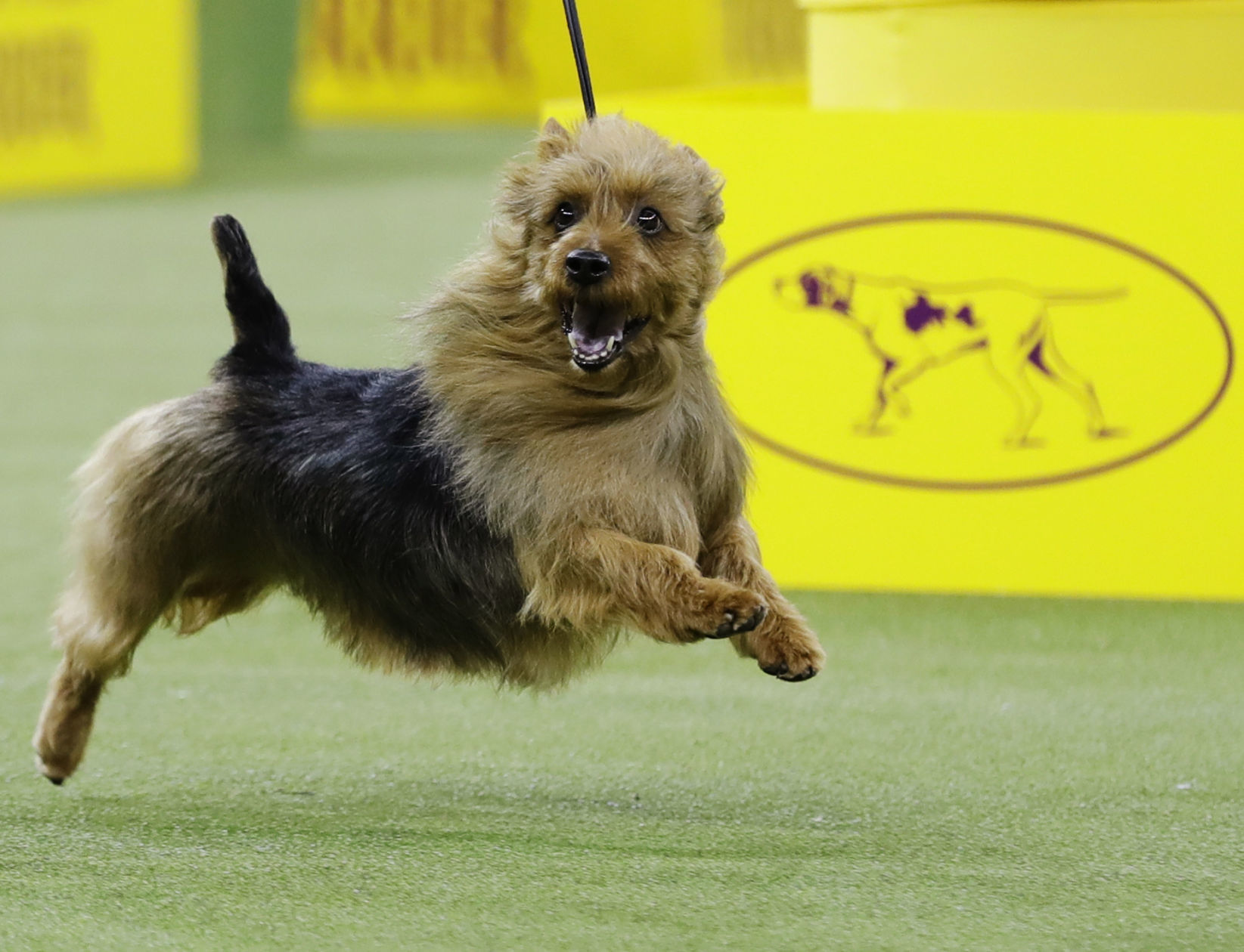 Westminster Dog Show
